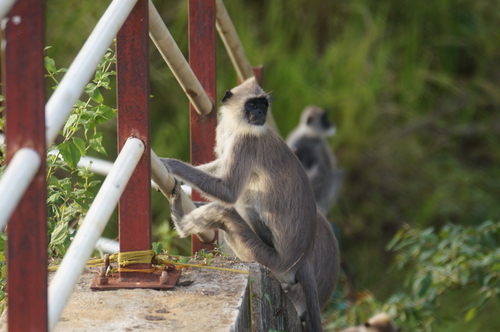 Sri Lankan Grey Langur