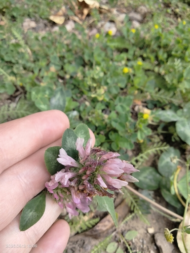 Red Clover