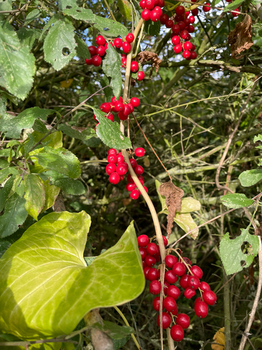 Dioscorea communis, photograph 6