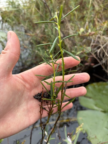 Wild Rosemary