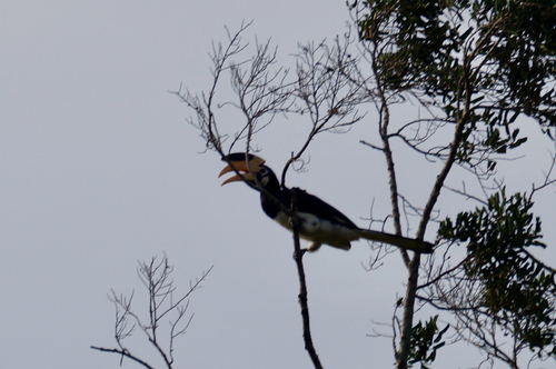Malabar Pied Hornbill