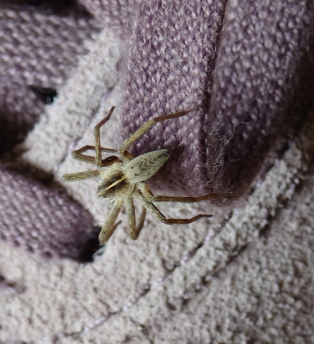 European Nursery Web spider