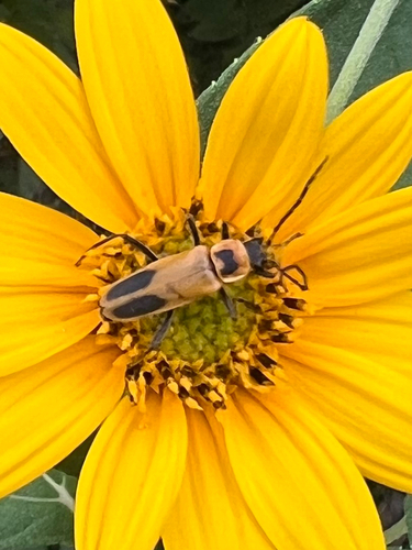 Goldenrod Soldier Beetle