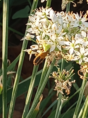Goldenrod Soldier Beetle