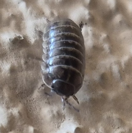 Common Pill Woodlouse