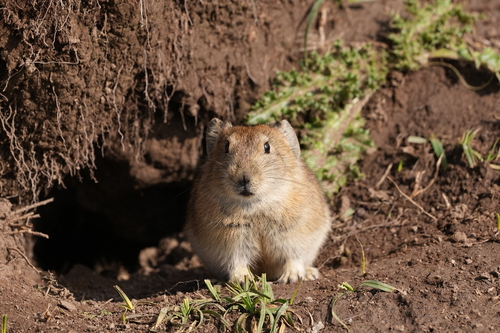 Black-lipped Pika