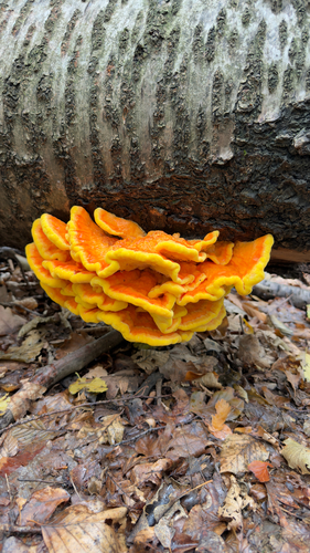chicken of the woods