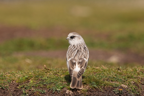 White-rumped Snowfinch