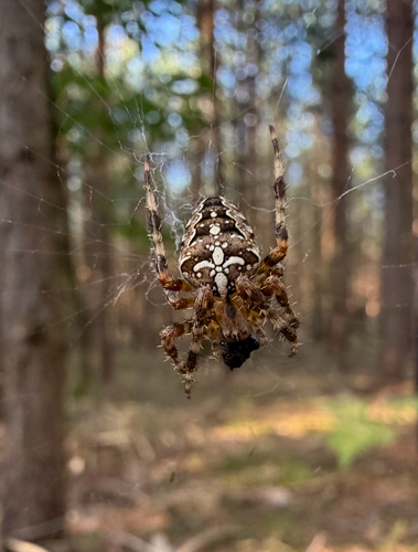Cross Orbweaver