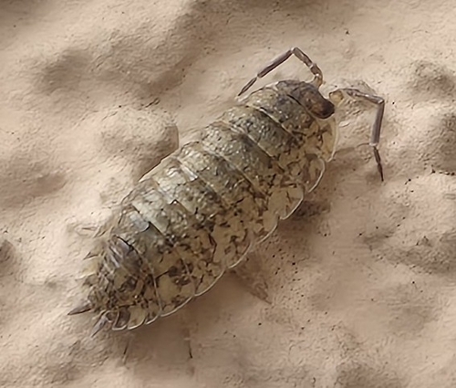 Common Rough Woodlouse