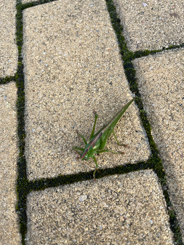 Great Green Bush-cricket