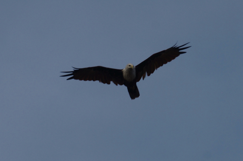 Brahminy Kite