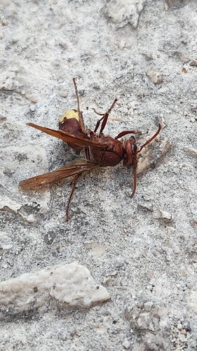 Oriental Hornet