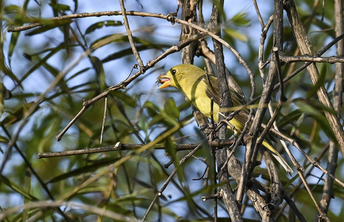Scarlet Tanager