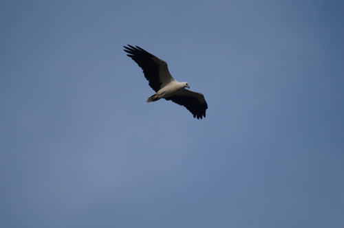 White-bellied Sea-Eagle