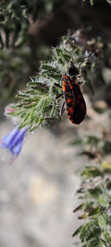 Spilostethus saxatilis