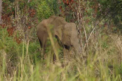 Sri Lankan Elephant