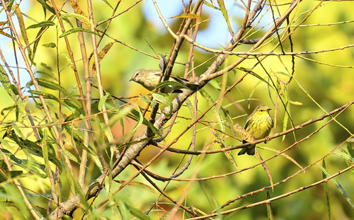 Cape May Warbler