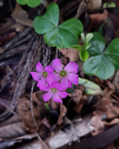 Largeflower pink-sorrel