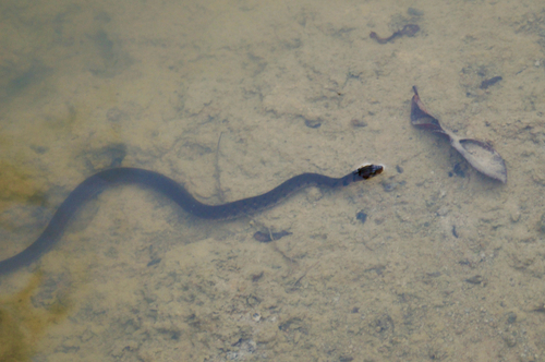 Tikiri Keelback
