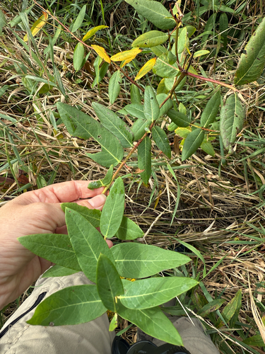 hemp dogbane