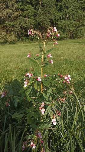 Himalayan balsam