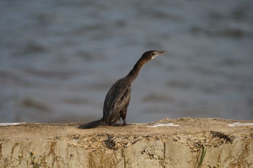 Little Cormorant
