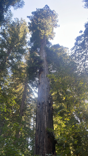 coast redwood