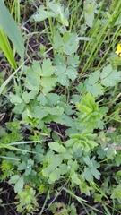 Thalictrum minus