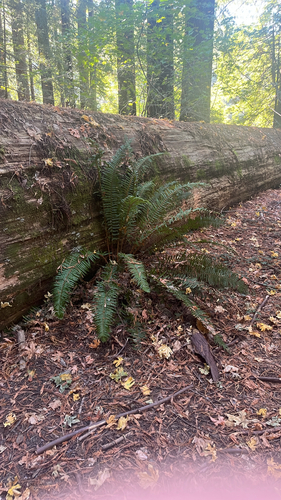 western sword fern