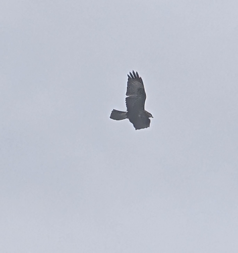 Common Buzzard