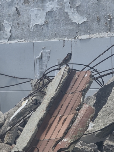 European house sparrow