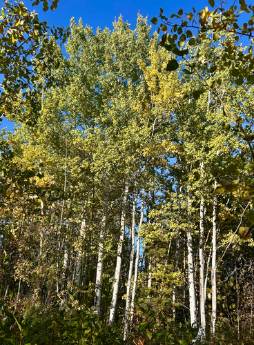 quaking aspen
