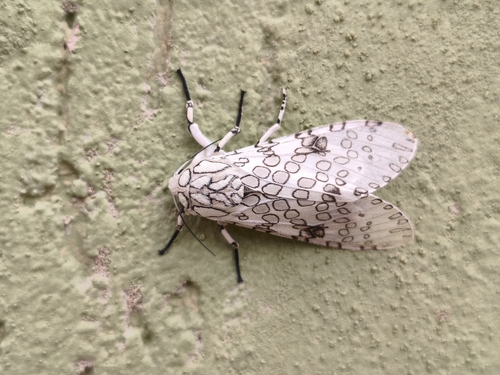 Hypercompe abdominalis