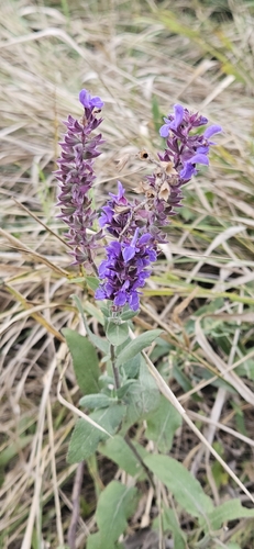 Purple Wood Sage
