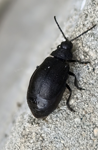 black-punctured leaf beetle