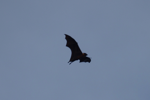 Indian Flying Fox