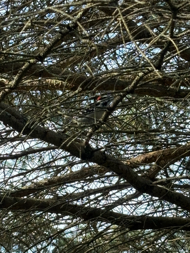 Downy Woodpecker