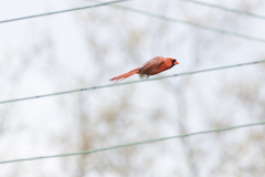 Cardinalis cardinalis