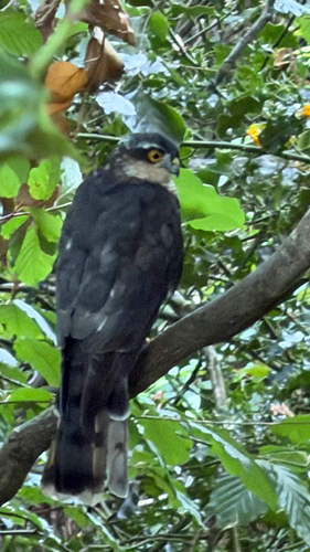 Eurasian Sparrowhawk