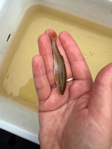Creek Chub