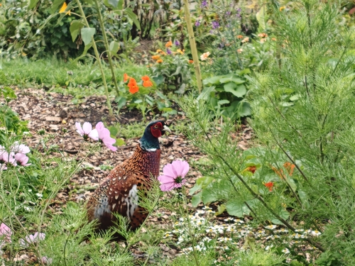Ring-necked Pheasant