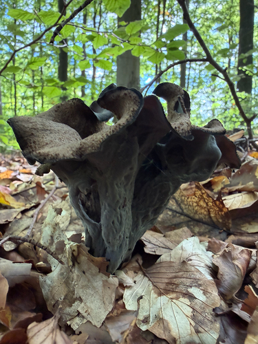 Horn-of-plenty