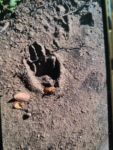 Common Raccoon
