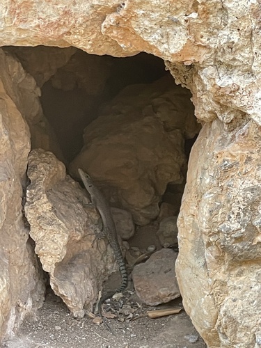 Sharp-snouted Rock Lizard