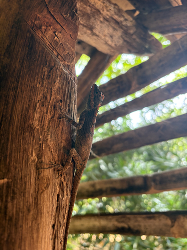 Painted-lip Lizard