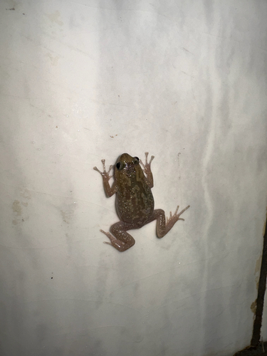 Rohan's Globular Frog