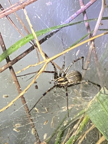 Dark-legged Grass Spider