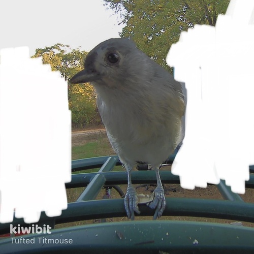 Tufted Titmouse