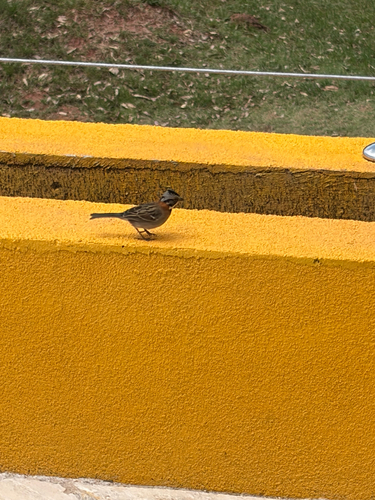 Rufous-collared Sparrow